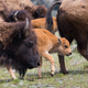 Illustration for article titled Baby Bison Sticks Out Amongst the Herd